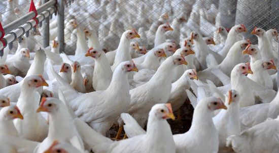 Gripe aviária de alta patogenicidade