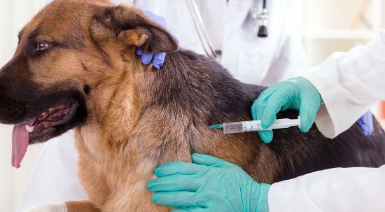 Campanha de vacinação antirrábica e de identificação eletrónica de cães